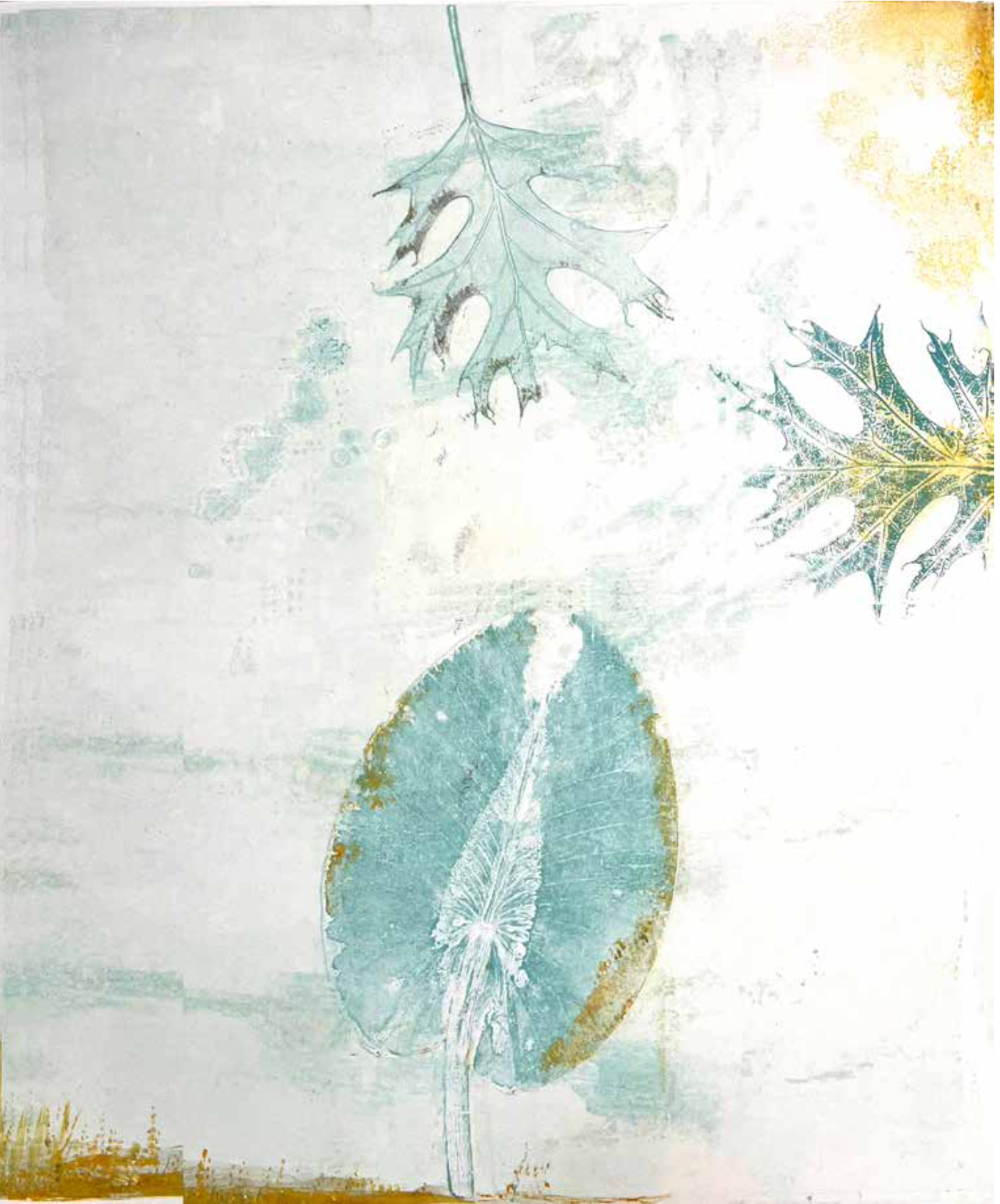 Floating Water Lily